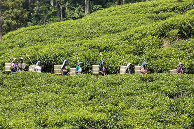 Tea pluckers ensure the best quality teas are harvested, by hand-picking the most tender leaves.
