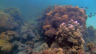 Focus on marine conservation