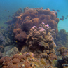 Focus on marine conservation