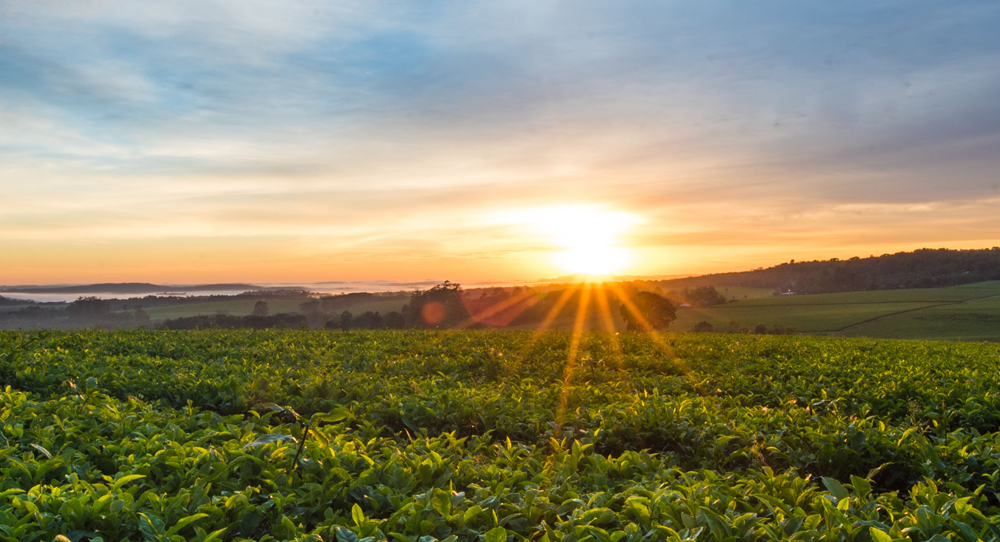 Tea Farm