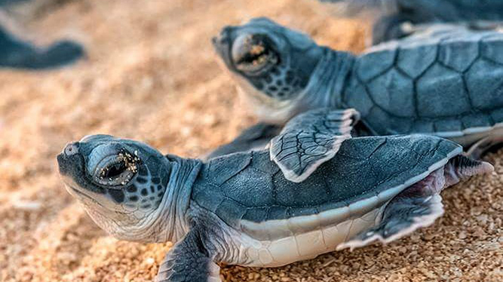 Steamships supports turtle conservation