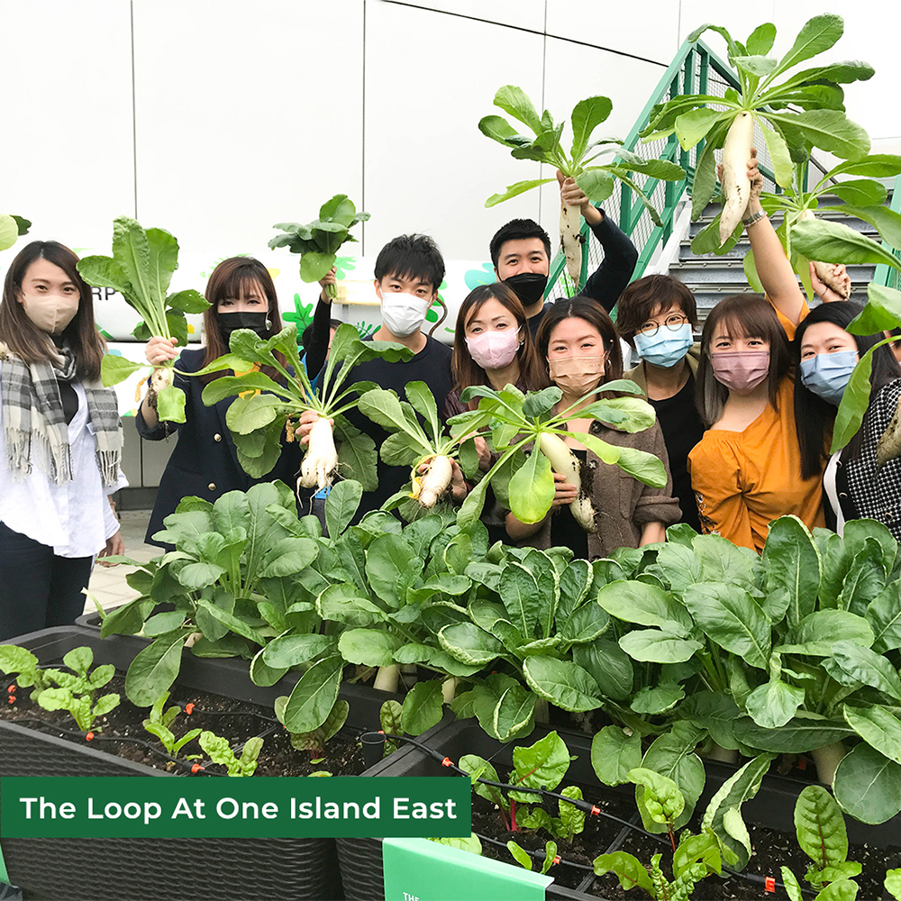 Swire Properties The Loop urban farms donated fresh organic vegetables to social enterprise