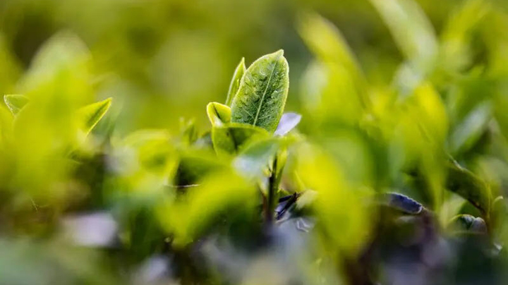 Sustainable Future 2030