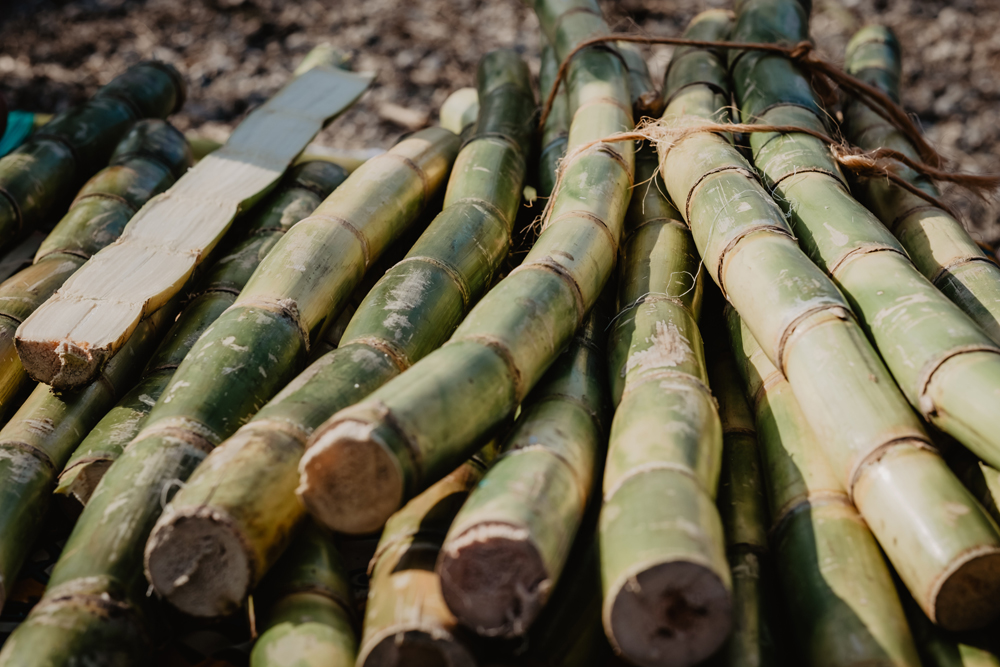 The Guangxi project also helps prevent uncontrolled burning of sugar cane stubble – once a source of air pollution in the region.